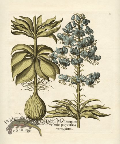 Besler Botanical 050 BG