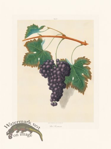 (image for) Brookshaw Fruit 25