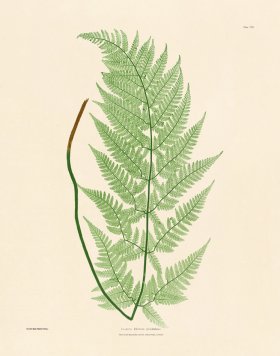 (image for) Bradbury Fern 08