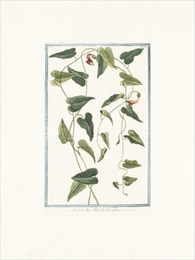 Bonelli 182 Aristolochia