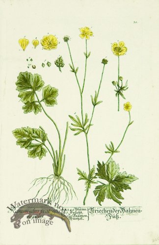 (image for) Blackwell German 206