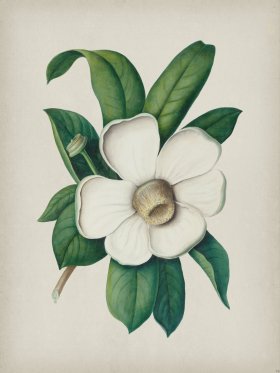 Andean Botanicals 025