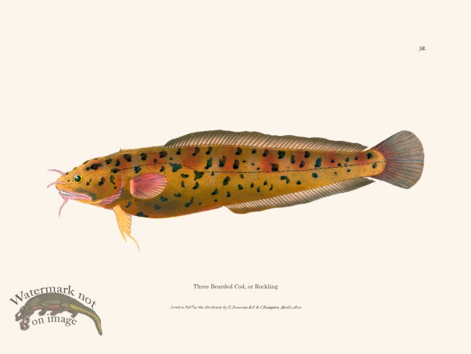 (image for) 038 Three Bearded Cod