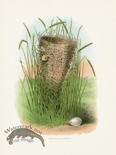 (image for) Thomas Gentry Bird 53