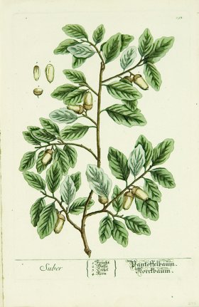 Blackwell German 110