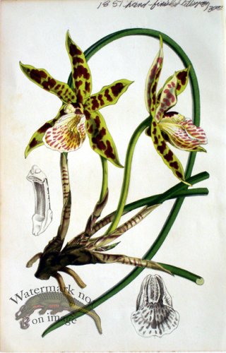 (image for) Botanical