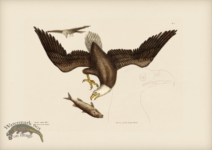 (image for) 001 Bald Eagle