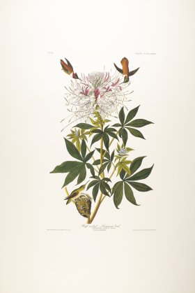 Ruff-Necked Humming-Bird