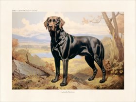 CFA Dog Labrador Retriever 02