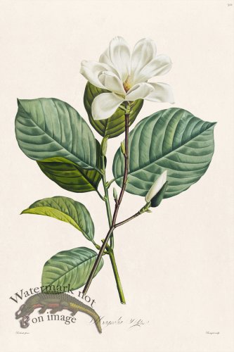 (image for) Les Liliacees Redoute 501