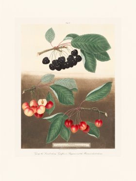 Brookshaw Fruit 33
