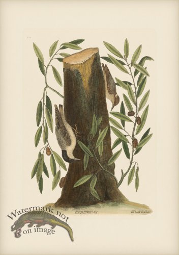 (image for) 022 Nuthatch