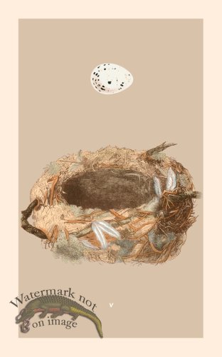 (image for) Morris Nest 05