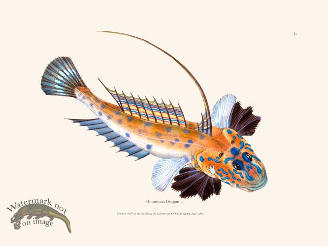 (image for) 001 Gemmous Dragonet