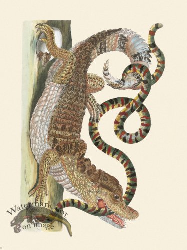 (image for) Merian Metamorphosis 69