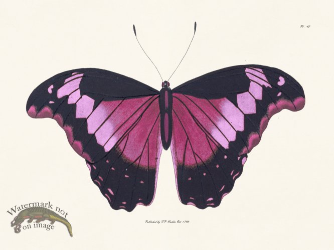 (image for) Nodder BF 42