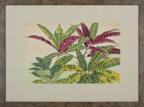 Tropical Plant from 1880
