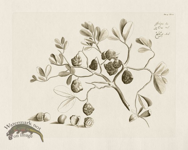 (image for) HORTUS VOL 04 31