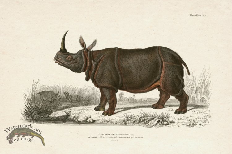 FNH 08 Rhinoceros