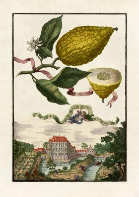 (image for) Volckamer 012