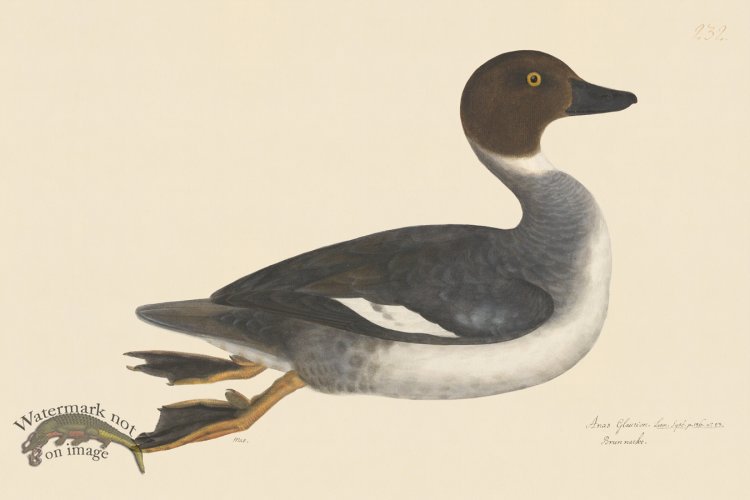 (image for) Rudbeck CFA 232 Goldeneye M