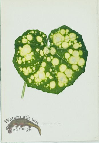 (image for) Lowes Leaves 27