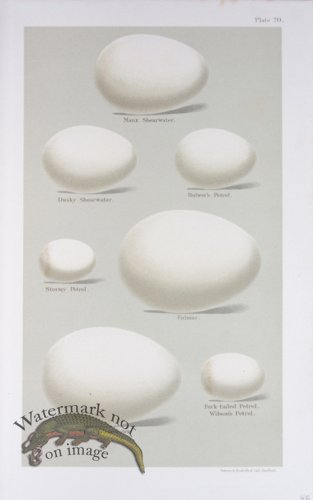 (image for) Seebohm Eggs 29