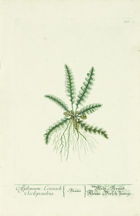 Blackwell German 265