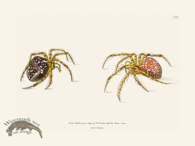 (image for) 308 Spider Diadem