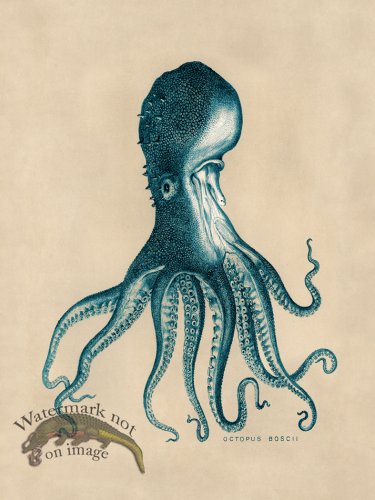 (image for) Octopus Teal 16