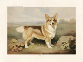 CFA Dog Welsh Corgi 01