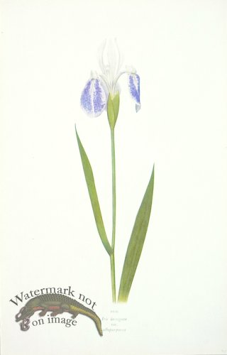 (image for) Dykes Iris 26