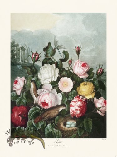 (image for) 07 Roses