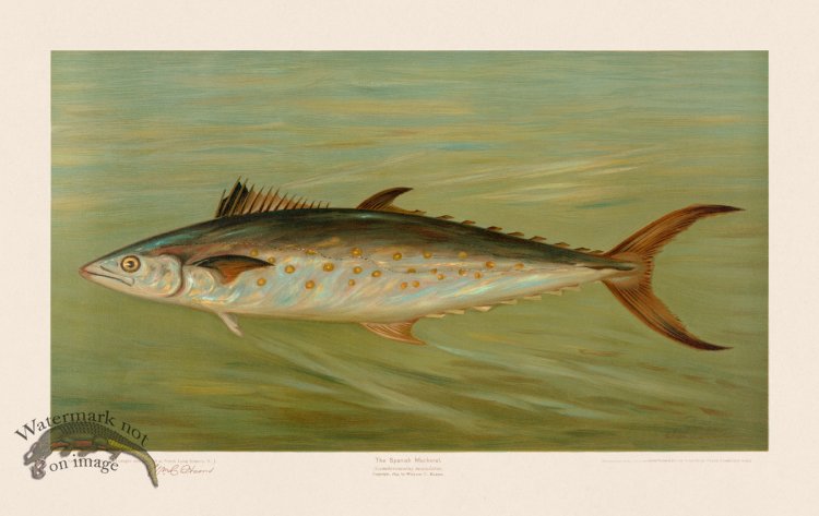 (image for) Spanish Mackerel