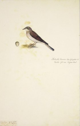 61 Swedish Birds . Motacilla Curruca, Lesser Whitethroat