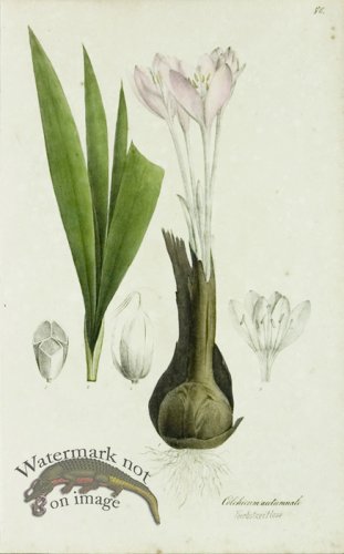 (image for) 1828_Gmp 053