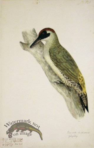 (image for) 124 Swedish Birds . Picus Viridis, European Green Woodpeck.Male