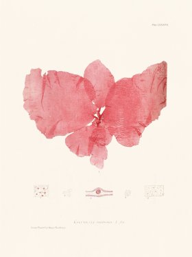 Bradbury Seaweed 087