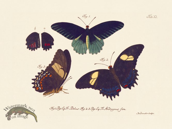 (image for) Jablonsky Butterfly 011