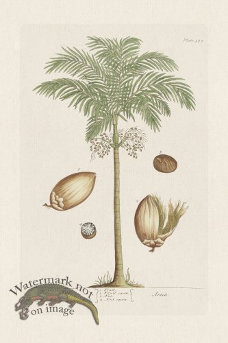 (image for) BEE 387 The Indian Nut