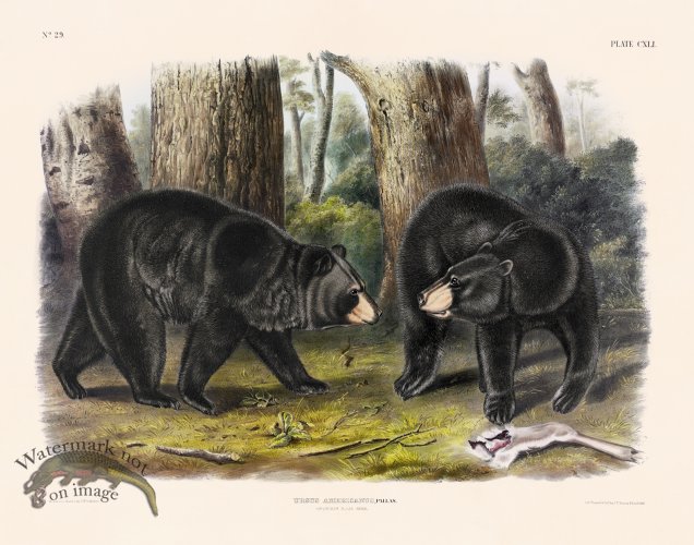 (image for) 141 Black Bear