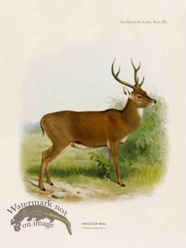 Lydekker Deer 12