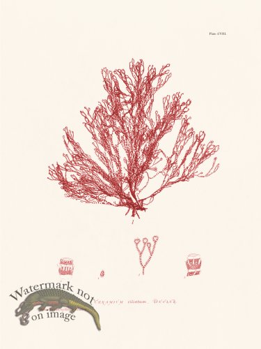 (image for) Bradbury Seaweed 108