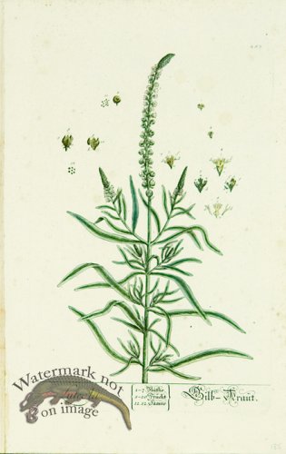 (image for) Blackwell German 087