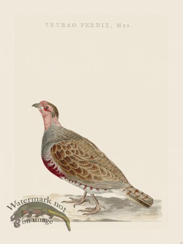 (image for) Nozeman Bird 128