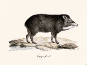 Cuvier 241 Female Ejacu