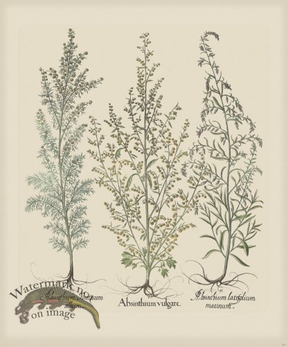 (image for) Besler 287 Colored B2