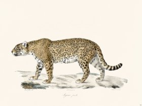 Cuvier 102 Female Jaguar