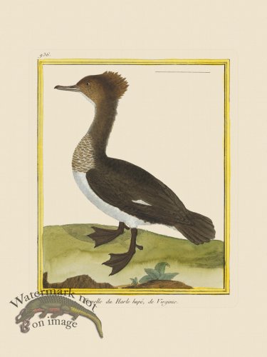 (image for) Martinet Bird 936