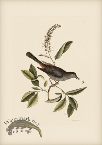 (image for) 066 Cat Bird